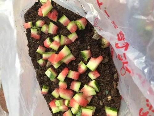 吃瓜不留皮,揭秘娱乐圈那些不为人知的幕后故事