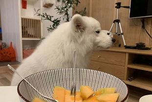 小狗吃蜜瓜,小狗甜蜜蜜瓜之旅