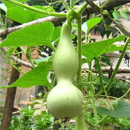 孕妇吃瓠瓜好吗