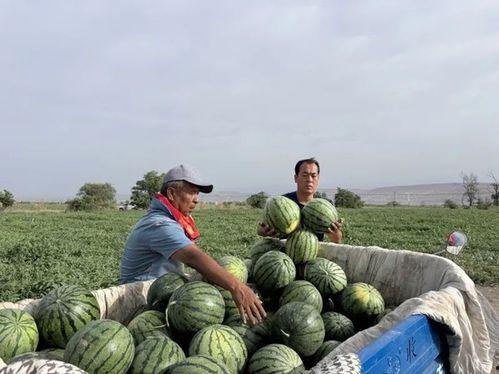 吃瓜矿池,数字货币挖矿新势力崛起