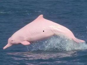 海豚吃佛手瓜视频,揭秘海豚的独特美食——佛手瓜